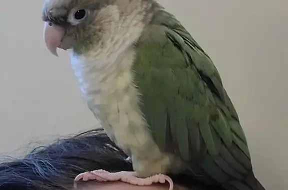 Friendly Green-Tan Bird Lost o...