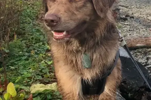 Missing dog Santa Ana, photo: Help Find My Lost Dog: Nobel Ave, Santa Ana