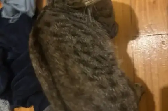 Young Tabby Cat Found on Samps...