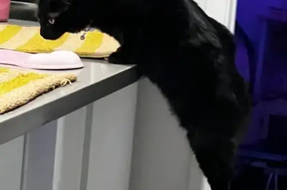 Help Find Cosmo: Lost Cat in LA 6068