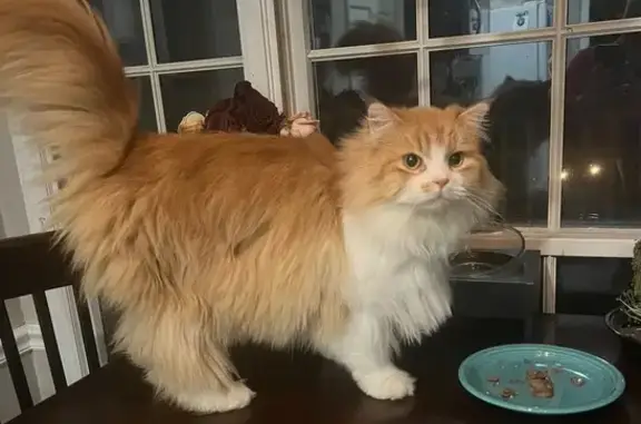 Lost Fluffy Orange Cat on Yale Ave