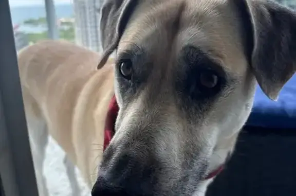 Missing dog , photo: Lost Dog: Tan & Black, Auburn Hills