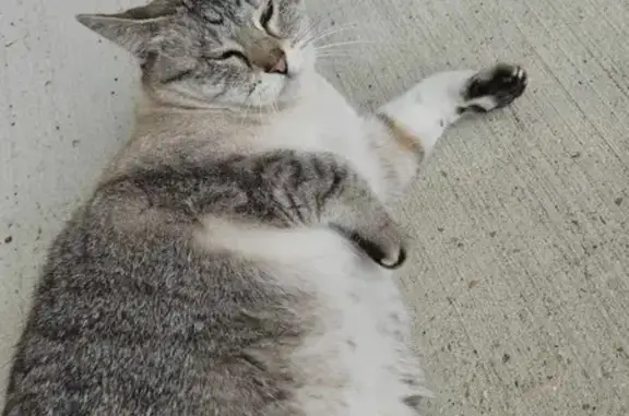 Lost pets Kirkwood, photo: Lost: 11-Year-Old Grey Tabby, Kirkwood