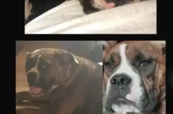 Missing dog , photo: Lost: Brindle Bulldog 'Roma' in Farmington