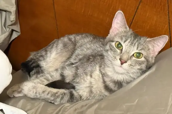 Lost Gray Cat: Green Eyes, Merrimack Area