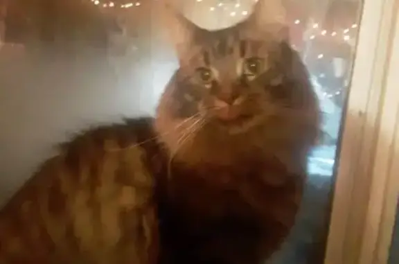 Lost pets North Ridgeville, photo: Lost Blue Cat w/ Bell, Main Ave 5888