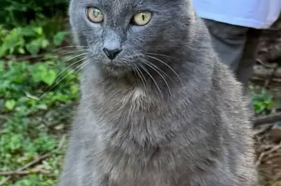 Lost Grey Cat: Cloudy Eye, Very Loved