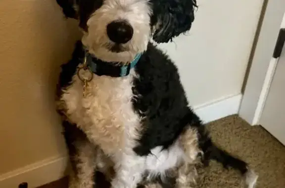 Missing dog Amity, photo: Help Find Drax: Tri-Colored Support Dog