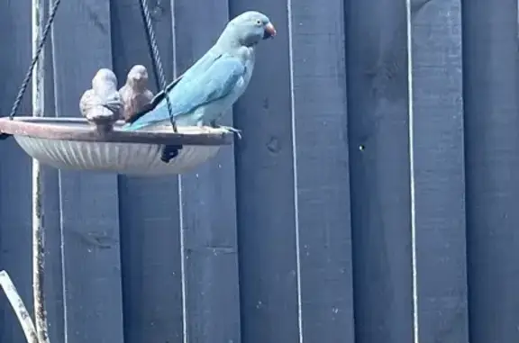 Found: Blue Bird with Pink Bea...