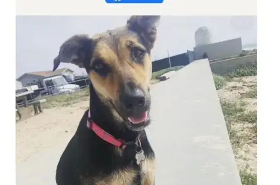 Lost Black & Tan Shepherd in Huntsville