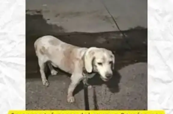 Perro encontrado Culiacan, foto: Perro mediano hallado en Blvd La Navidad
