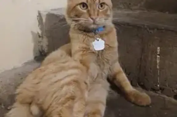 Gatos perdidos, Chicoloapan, foto: Gato naranja perdido en Chicoloapan