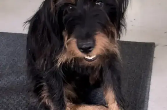 Lost Dog: Gold Spots & Green Collar