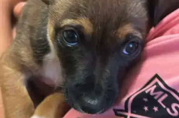 Perdu : chiot teckel marron à Caudry - photo
