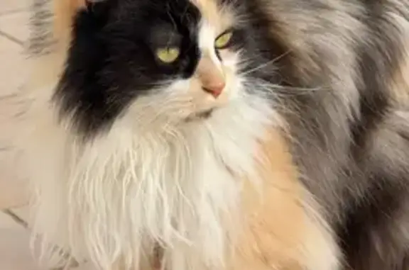 Chat perdu, Pont-Sainte-Marie, photo: Choupette, 9 ans, perdue à Pont-Sainte-Marie