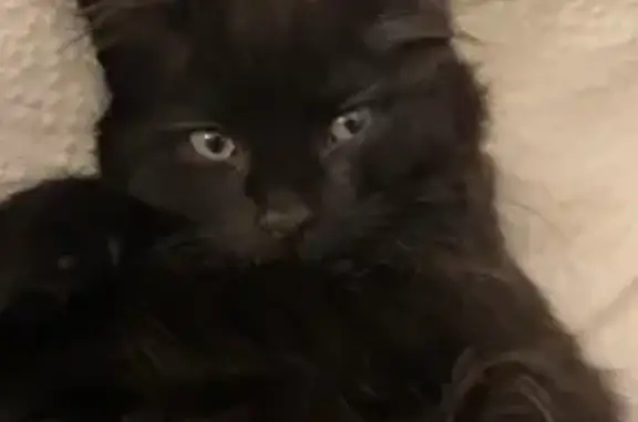 Missing cat Adelaide, photo: Lost Fluffy Black Cat on Ann St, Adelaide