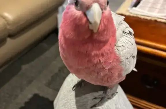Lost Galah: Pink, Whistling, Kiss-Thrower