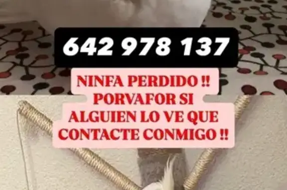 Ave Blanca Perdida en Calle Sa...