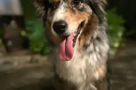 Chien perdu : Berger Australien à Ladoix - photo