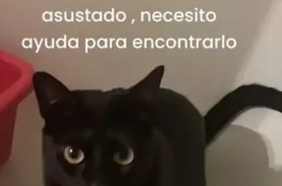 ¡Ayuda! Gato negro perdido en Cartaya