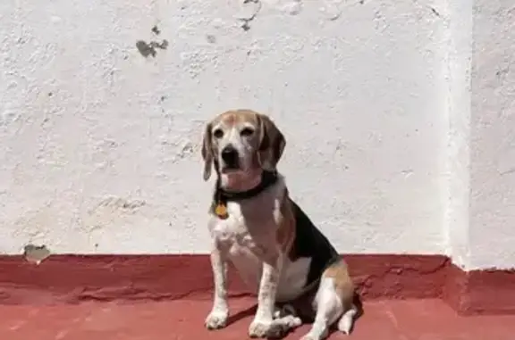 ¡Ayuda! Buscamos a Leo, perro perdido en Chinchilla