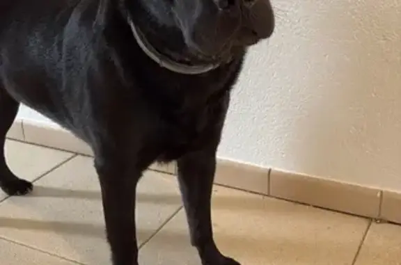 Chien perdu , photo : Chienne noire perdue, croisée labrador, D956