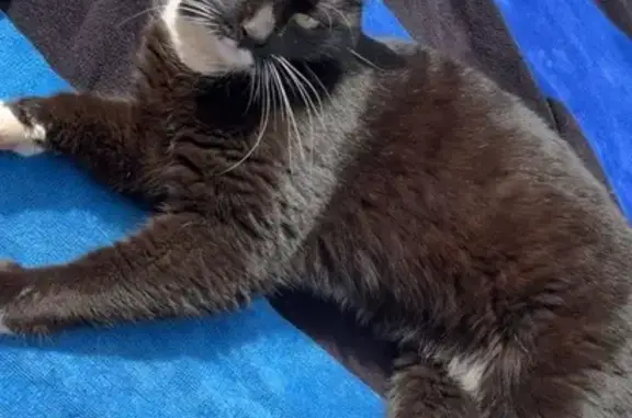 Chat noir perdu, chaussettes blanches, Edange - photo