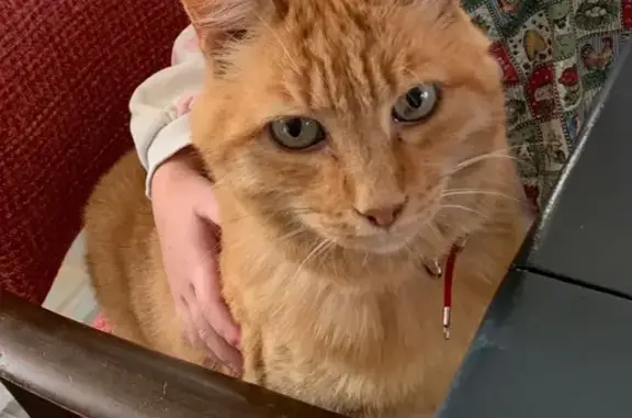 Chat perdu, , photo: Chat roux perdu entre Sarzeau et Damgan