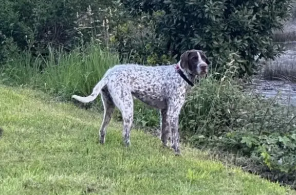 Perro Perdido: Drathaar en Asturias