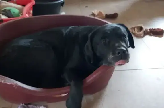 Chien âgé perdu à Traenheim - photo
