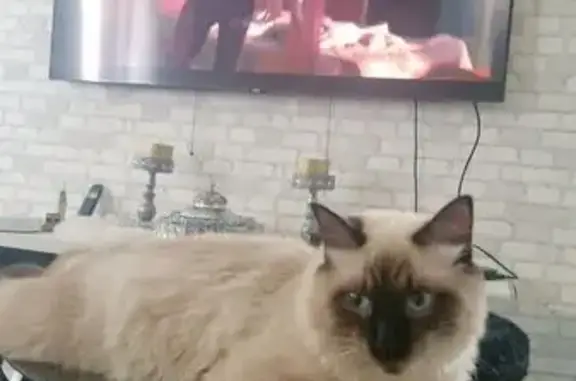 Animaux perdus Saint-Étienne, photo: Chat perdu à 15h, Saint-Étienne