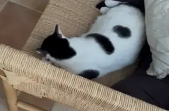 Animaux perdus Reillanne, photo: Chatte blanche perdue à Reillanne