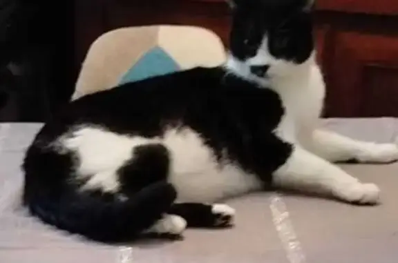 Chat noir et blanc perdu à Coulanges - photo