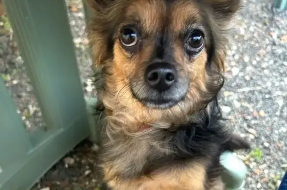Chien perdu : noir/marron, collier rose - photo