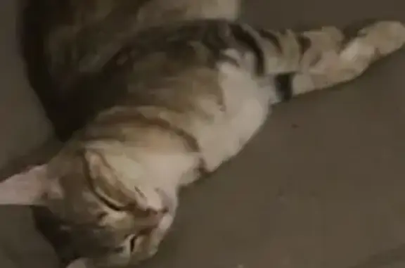 Chat perdu : Zeus, surnommé Loulou, Challans - photo
