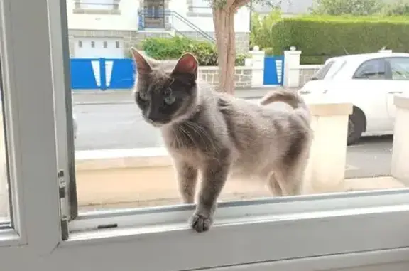 Chatte grise trouvée, rue de Beaulieu - photo