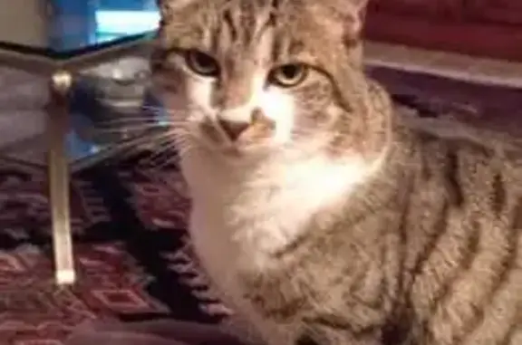 Animaux perdus , photo: Chat tigré perdu, craintif, plastron blanc