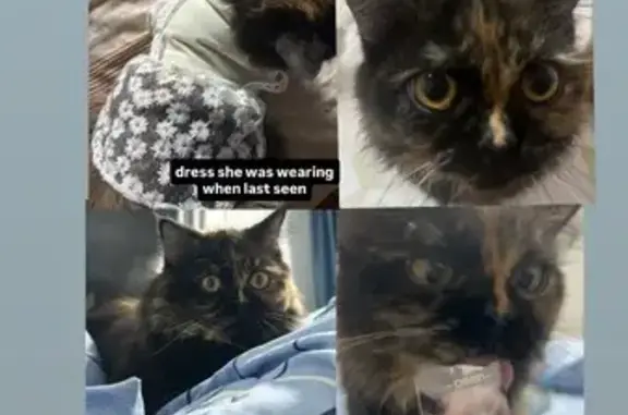 Lost Fluffy Kitten: Help Find in Jurong!