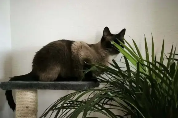 Chat perdu, Lanester, photo: Chat perdu : siamois foncé, yeux bleus, Lanester