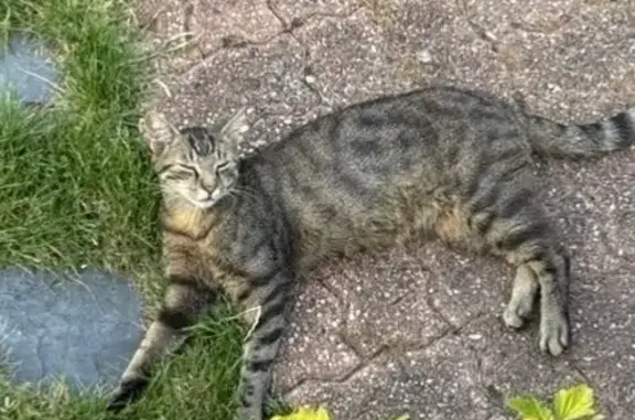 Animaux perdus Imphy, photo: Chat tigré perdu à Imphy, tatoué 329JKC