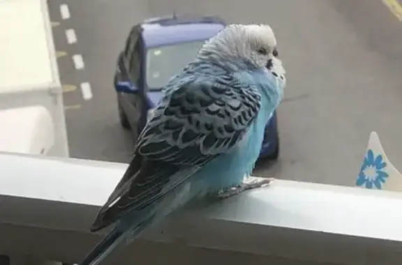 ¡Ave Azul Anillada Hallada en...