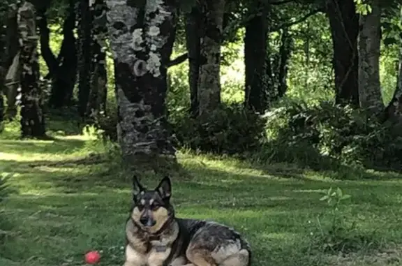 Chien perdu La Garnache, photo : Chien perdue : Lorka, croisé husky/berger