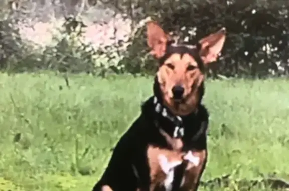 Chien perdu La Garnache, photo : Chienne perdue : Sally, 2 ans, La Garnache