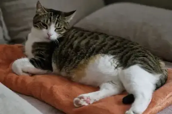 Chat perdu : rayé gris/noir, ventre blanc - photo