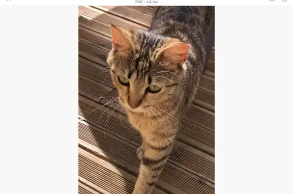 Animaux trouvés , photo: Chatte rayée trouvée à Morlaix