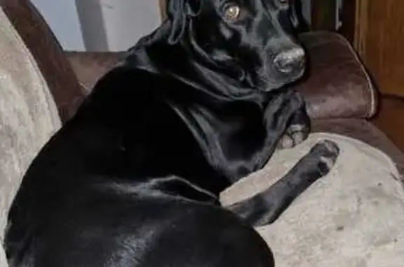 Chien perdu Loupian, photo : Chienne Labrador noire perdue à Loupian