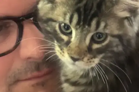 Chaton perdu, apeuré, Sansac-de-Marmiesse - photo