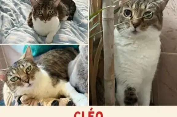 Chat perdu, Commequiers, photo: Chatte perdue : Cléo tigrée et blanche