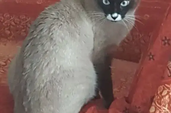 Chatte Minette disparue à Montrabé - photo