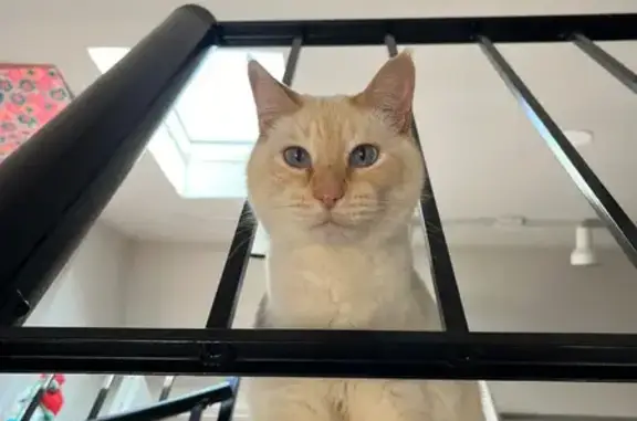 Lost Siamese Cat: Blue Eyes, Loud Meow